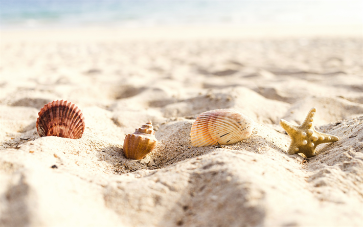 muscheln im sand, strand, sommer, sand, k&#252;ste, meer, reise-konzepte