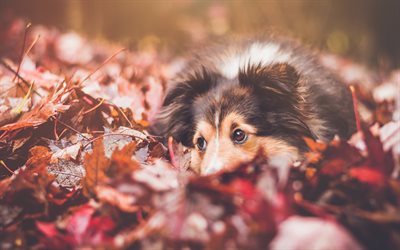 Rough Collie, 4k, forest, cute animals, dogs, pets, autumn, Rough Collie Dog