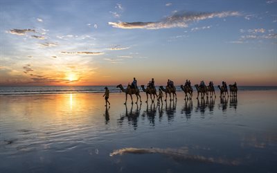 kamelit, sunset, meri, rannikolla, turisteja, kes&#228;ll&#228;, Egypti, caravan