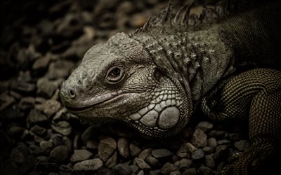 Iguana, 4k, wildlife, reptile, lizards, Mexico