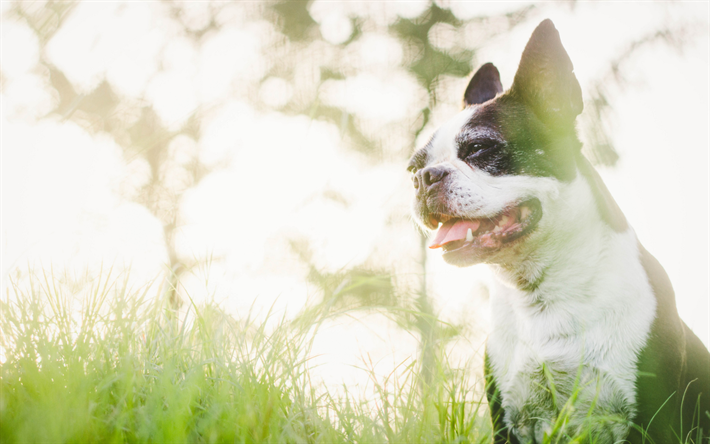 ダウンロード画像 ボストンテリア ボケ 近 犬 芝生 かわいい動物たち ペット ボストンテリア犬 フリー のピクチャを無料デスクトップの壁紙