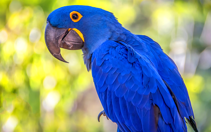 Hyacinth macaw, HDR, blue parrots, wildlife, macaw, Anodorhynchus hyacinthinus, parrots