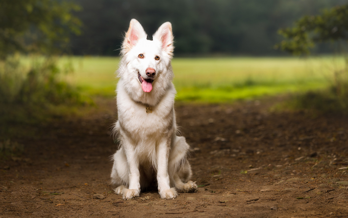 Berger Blanc Suisse, White Swiss Shepherd Dog, white dog, pets, cute animals