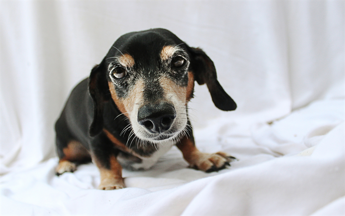 El Dachshund, curioso perro, mascotas, close-up, animales lindos, Dachshund Perro, oto&#241;o, perros