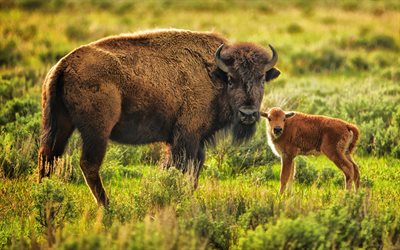 American Bison, mother and cub, wildlife, HDR, lawn, Bison bison