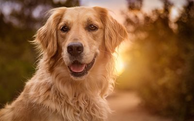 Golden Retriever, close-up, labrador, sunset, bokeh, dogs, pets, cute dogs, Golden Retriever Dog