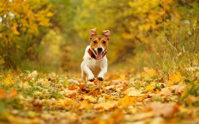 Jack Russell Terrier, outono, animais de estima&#231;&#227;o, cachorros, c&#227;o de corrida, animais fofos, Jack Russell Terrier C&#227;o