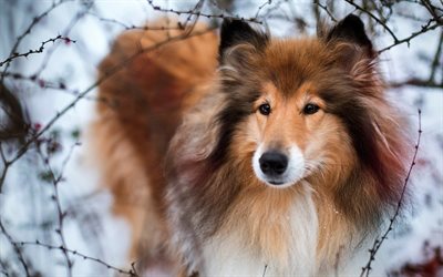 fluffy dog, collie, winter, snow, forest, cute animals, dog