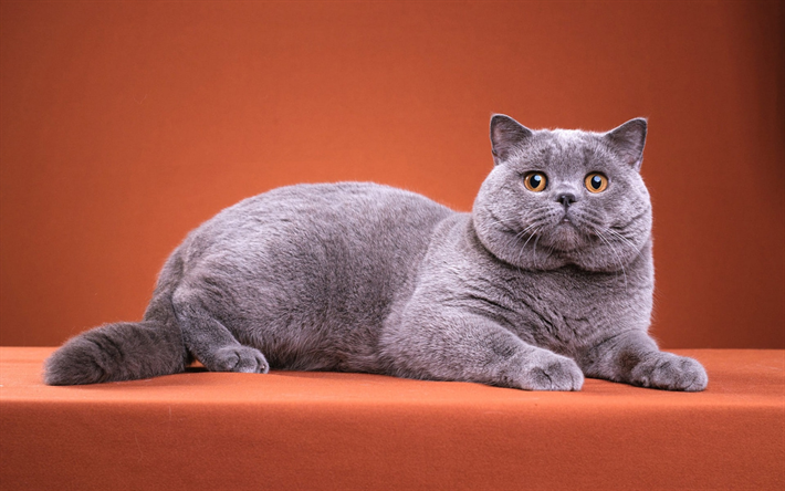 英国のグレー猫, かわいい動物たち, 猫, ペット, 短毛の猫, 面白い猫