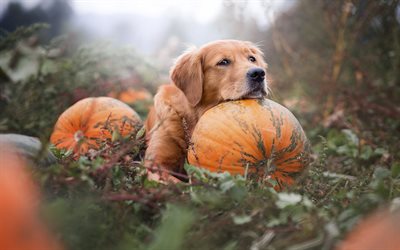 Labrador Retriever, Large Brown Dog, Pet, Pumpkin, Garden, Halloween, Autumn, Golden Retriever, Dogs