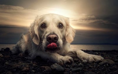 Golden Retriever, close-up, labrador, dogs, coast, pets, cute dogs, Golden Retriever Dog