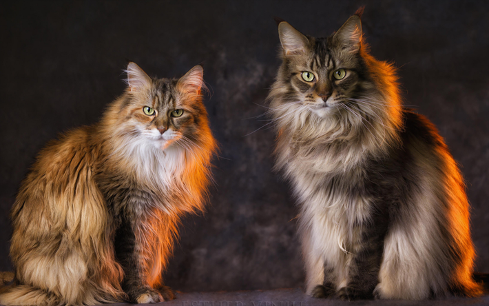 Maine Coon, fluffy cat, cute animals, friendship, close-up, gray Maine Coon, pets, cats, domestic cats, Maine Coon Cat