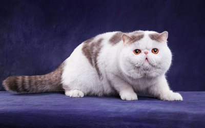 British Shorthair gato blanco, gatos divertidos, animales divertidos, gran gato blanco