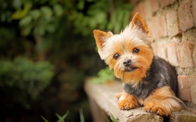 Yorkshire Terrier, bokeh, cute dog, wall, Yorkie, close-up, fluffy dog, dogs, cute animals, pets, Yorkshire Terrier Dog