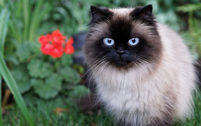 Gato siam&#233;s, mascotas, un gato con ojos azules, gatos, esponjosa de color beige gato, animales lindos