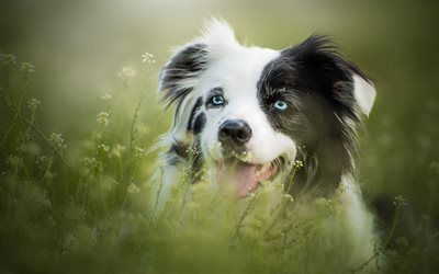 Pastor australiano Perro, Aussie, perro blanco con manchas negras, perro en el c&#233;sped, de ojos azules, animales divertidos, perros