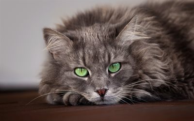 fluffy gray cat, cute animals, cat with green eyes, cats, pets
