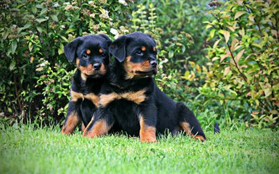 Rottweiler, filhotes, gramado, animais de estima&#231;&#227;o, amizade, pequeno rottweiler, cachorros, animais fofos, Cachorro Rottweiler