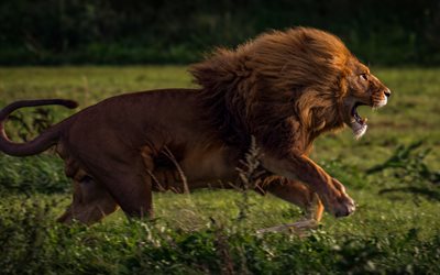 big lion, lion furieux, de la faune, de l&#39;Afrique, soir&#233;e, coucher du soleil, la chasse, le lion