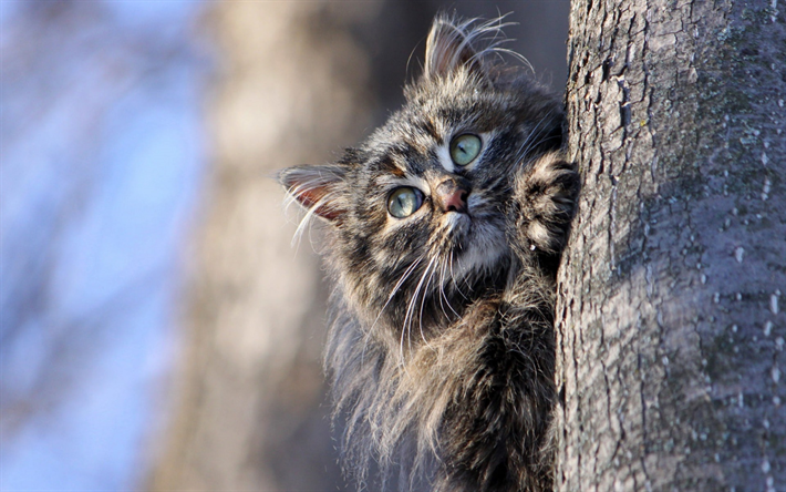 Gato siberiano, floresta, gato na &#225;rvore, animais de estima&#231;&#227;o, gatos