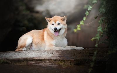 Akita Inu, big ginger dog, forest, tree, pets, dogs, Japanese breeds of dogs