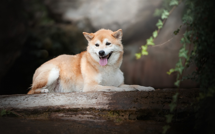 Akita Inu, grande zenzero cane, foresta, albero, animali domestici, cani, Giapponese, razze di cani