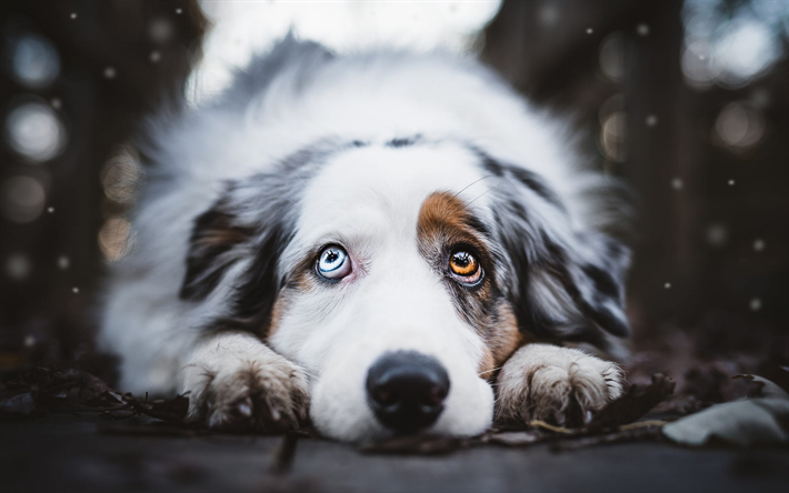 Australian Shepherd Dog, Cane Bianco Maculato, Bokeh, Aussie, cane carino, occhi di colori diversi, cane, Eterocromia