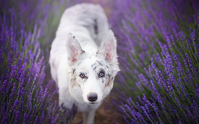 Australian Shepherd, lavender, pets, dogs, Aussie, violet flowers, Australian Shepherd Dog, cute animals, Aussie Dog