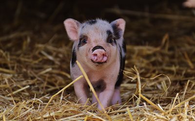 4k, piglet, hay, small pig, farm, pigs, funny animals, pets, piglets