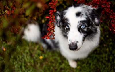 Aussie, cute dog with blue eyes, white black dog, pets, Australian dog