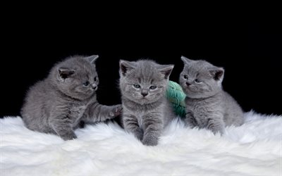 British gray kittens, cute little gray cats, pets, three kittens, fluffy kittens, cats