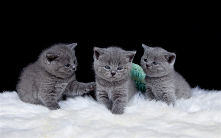 British gattini grigio, carino grigio gatti, animali domestici, tre gattini, soffici gattini, gatti