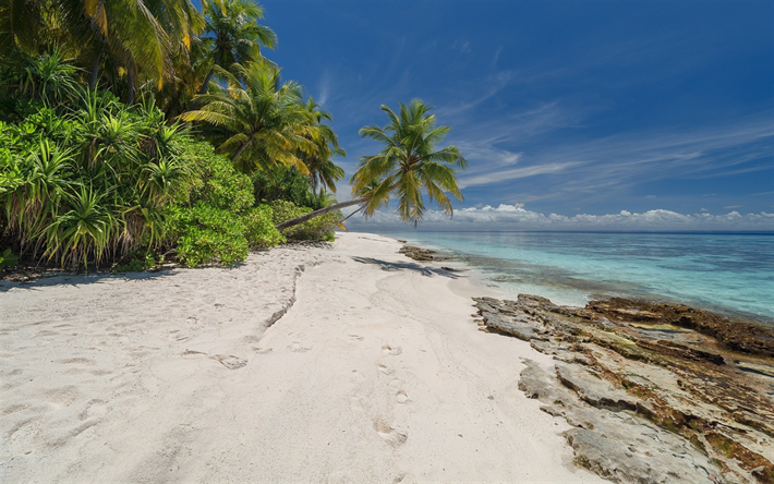 bosque tropical, palmera, playa, oc&#233;ano, Seychelles, paisaje, verano, viajes
