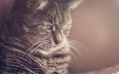 British Shorthair, pets, domestic cat, cats, cute animals, British Shorthair Cat