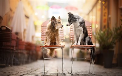 dogs on chairs, funny animals, pets, Australian Shepherd, Aussie, friendship concepts, cute animals, dogs