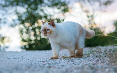 Britannian valkoinen kissa, iso kissa, hauskoja el&#228;imi&#228;, lemmikit, kissa, jolla on siniset silm&#228;t