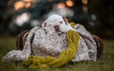 American bulldog, very small puppy, white cute puppy, small dog, sleeping puppy, bokeh, blur, puppy in a basket, dogs