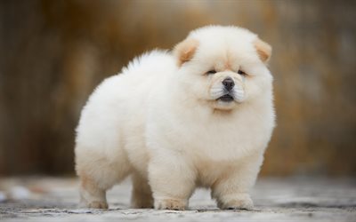 chow-chow, blancas y esponjosas cachorro, divertido perro, poco lindo perro, mascotas, cachorros, perros