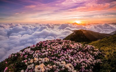 Taiwan, vuoret pilvien yl&#228;puolella, mountain maisema, vaaleanpunainen vuori kukkia, Alppiruusu, valkoiset pilvet ylh&#228;&#228;lt&#228;, Aasiassa