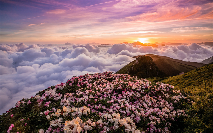 Taiwan, mountains above the clouds, mountain landscape, pink mountain flowers, Rhododendron, white clouds from above, Asia