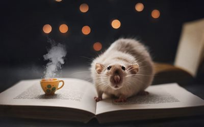 decorative rat, pets, cute animals, book, coffee