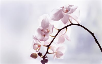 orchids, light pink orchid, tropical flowers, orchid branch, pink flowers