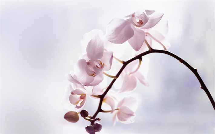 orkid&#233;er, ljus rosa orkid&#233;, tropiska blommor, orchid gren, rosa blommor