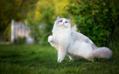Ragdoll, fluffy white cat, domestic cat, green grass, blur, cat with blue eyes, cute animals, cats