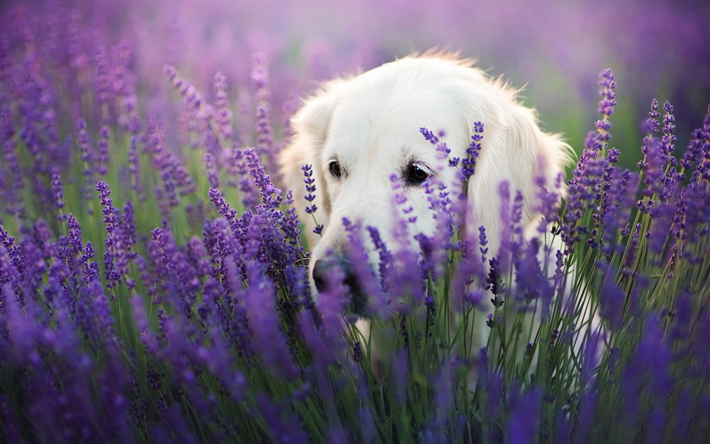 ゴールデンレトリーバー, かわいい大きな犬, ペット, ラブラドール, ラベンダー, 野生の花, かわいい動物たち, 犬