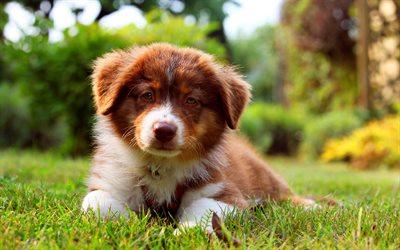 Border Collie, 4k, puppy, cute animals, lawn, pets, brown border collie, green grass, dogs, Border Collie Dog