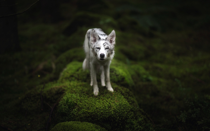 Border Collie, lindo perro, el bosque, el perro joven, blanco esponjoso perro, la piedra, los &#225;rboles verdes, los perros