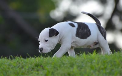 american pit bull terrier, white black small puppy, green grass, cute animals, pets, dogs