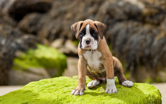 Boxer Dog, bokeh, pets, small boxer, cute animals, puppy, dogs, Boxer