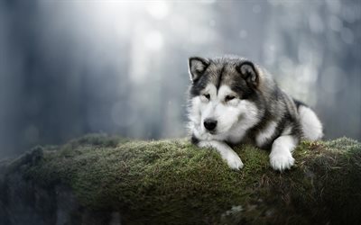 Alaskan Malamute, forest, big gray dog, cute animals, dogs, pets, husky